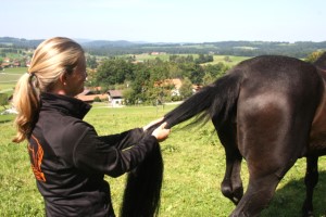 Pferdeostopathie Claudia Bayerl - Traktion der Lendenwirbelsäule