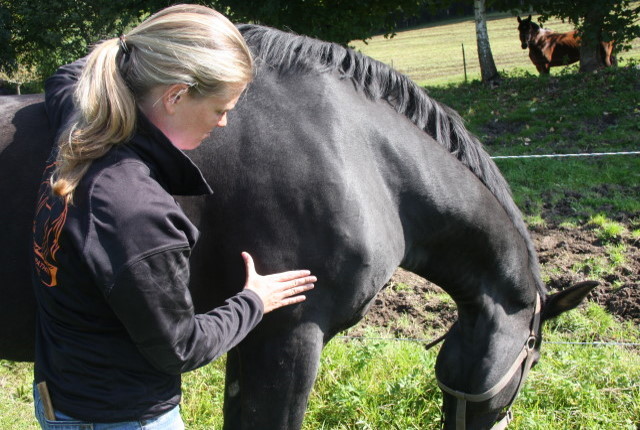 manuelle Lymphdrainage am Pferd